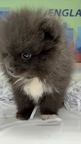 Mini Black Pomeranian 2 months old